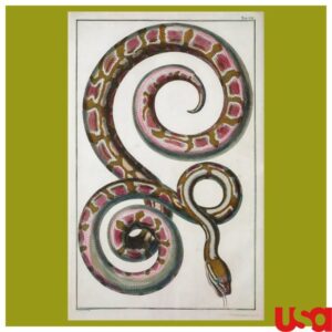 Nybg Shop Store Merch Nybg Snake Black Hoodie